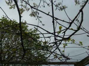 grape vines