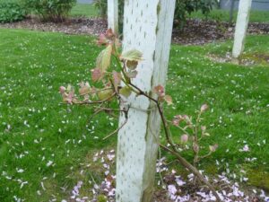 Dad's Grapes 04/19/2014
